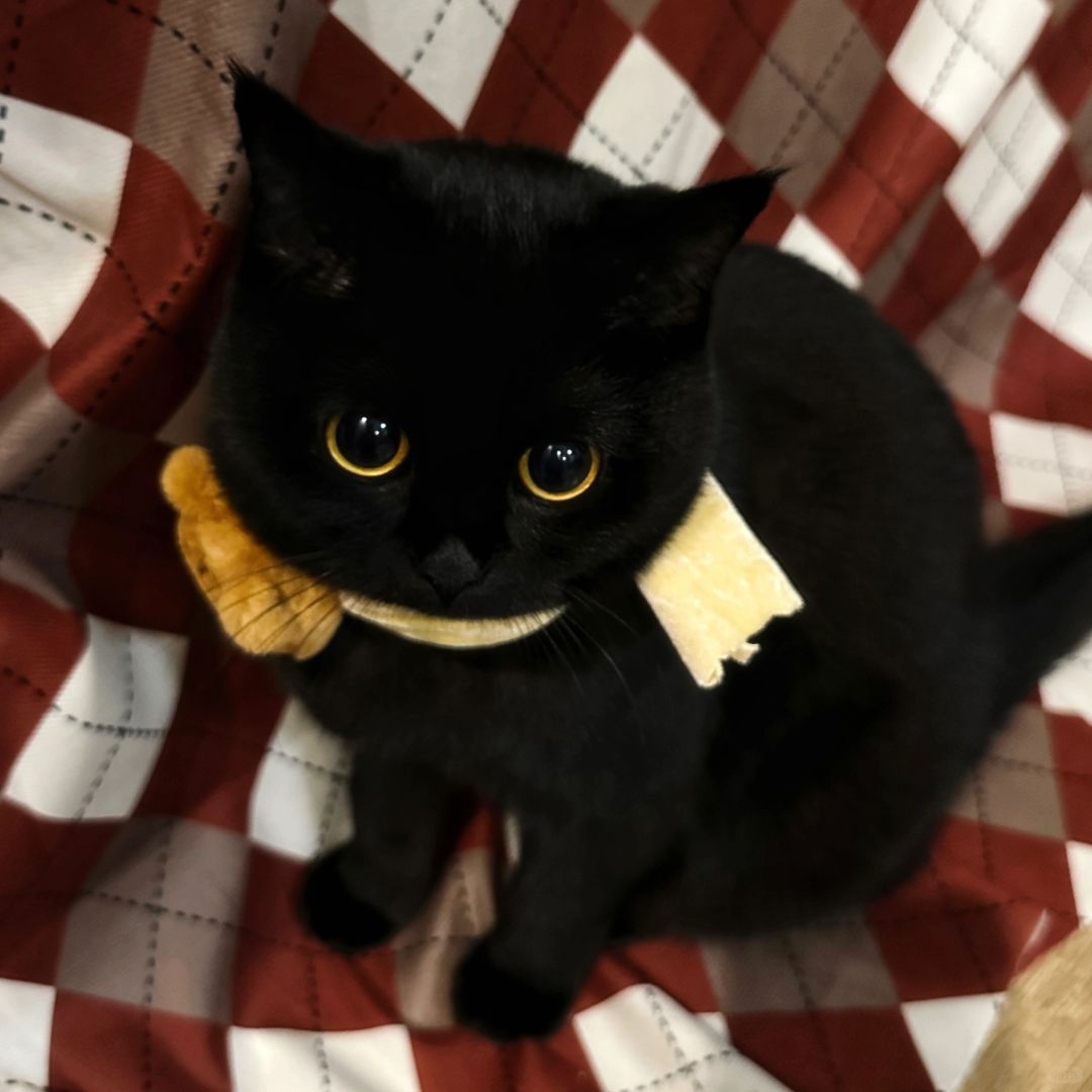 宝宝往那一坐就跟个小蛋糕似的