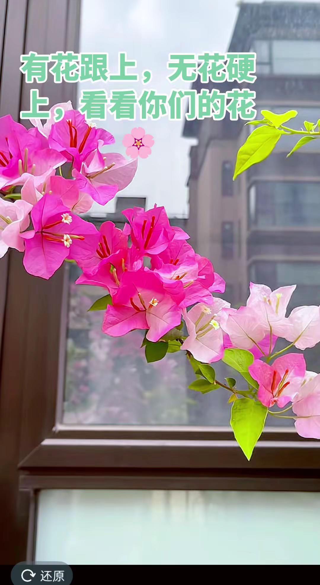 用一张照片证明你是花友……