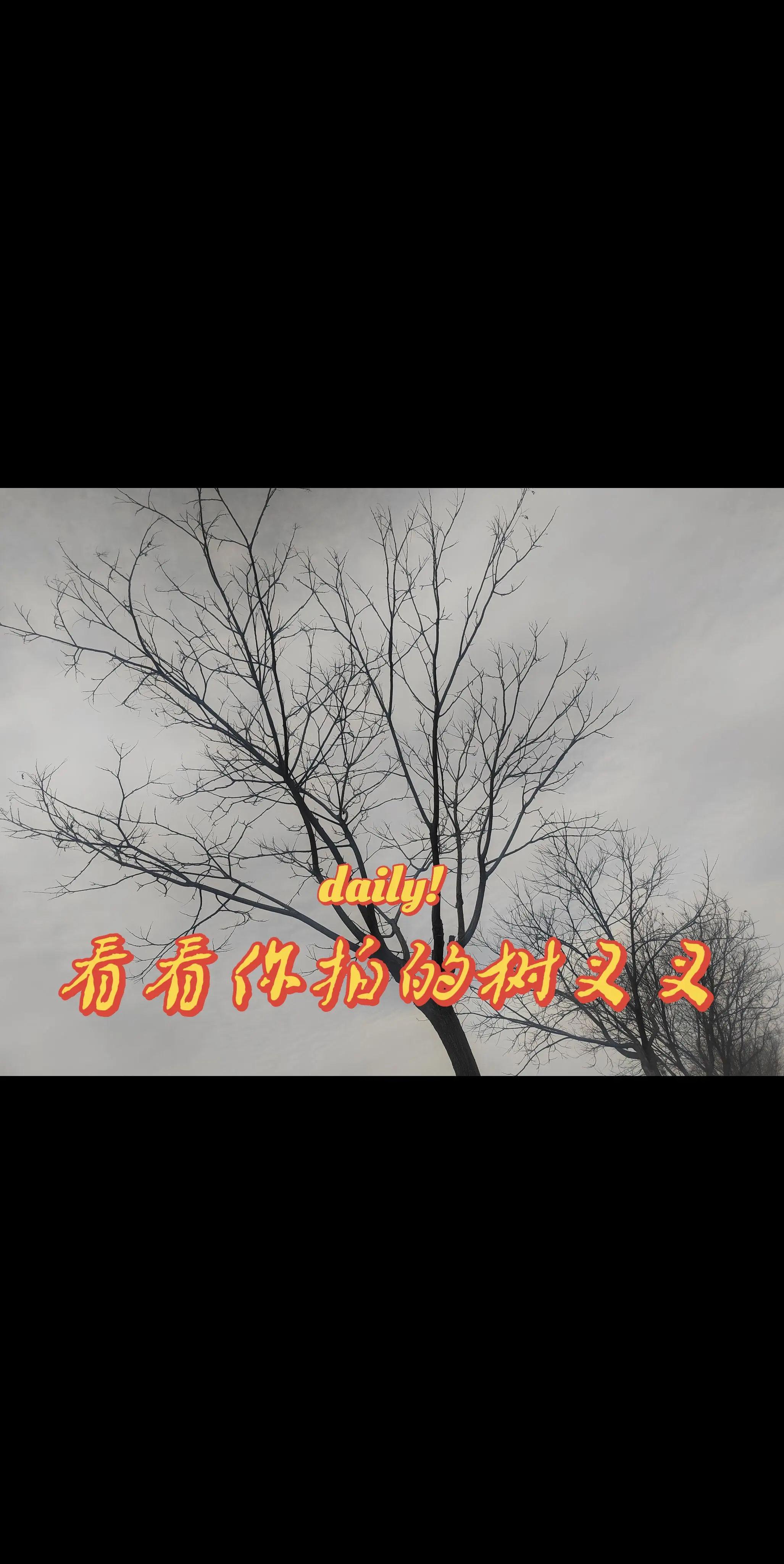 看看你拍的树杈杈