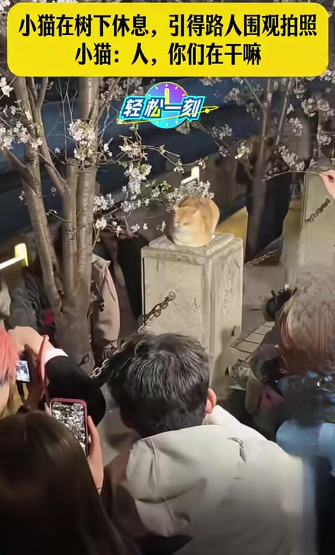 小猫在树下休息，引得路人围观拍照。小猫：人，你们在干嘛？

这只毛茸茸的小家伙，