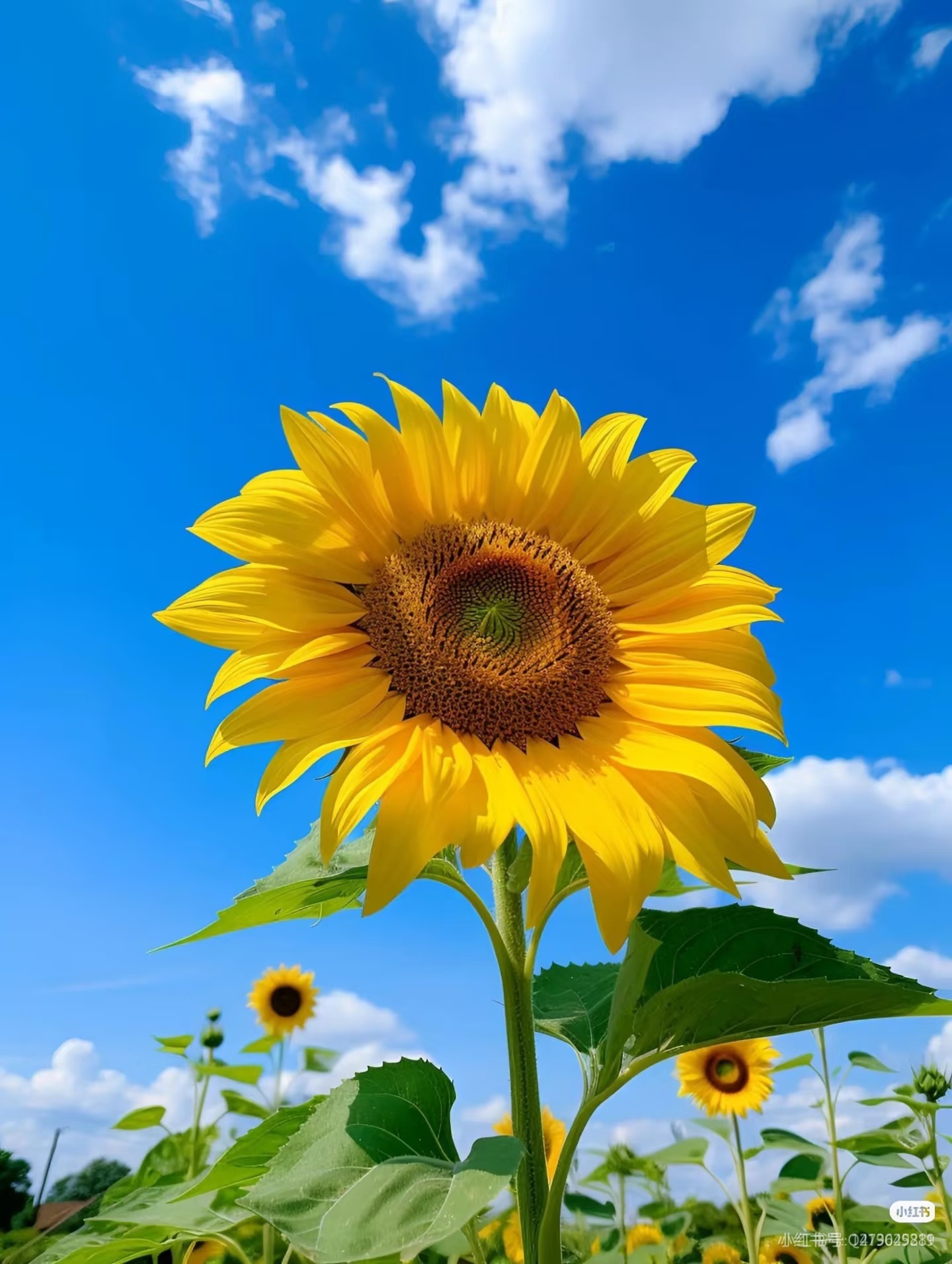 种植 向日葵详细种植方法一、播种准备1. 挑选种子日常盆栽可选矮生向日葵品种（比