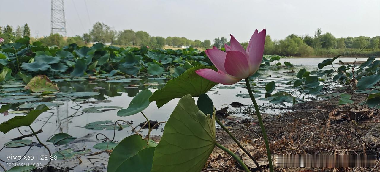 #分享一张拍摄的花#