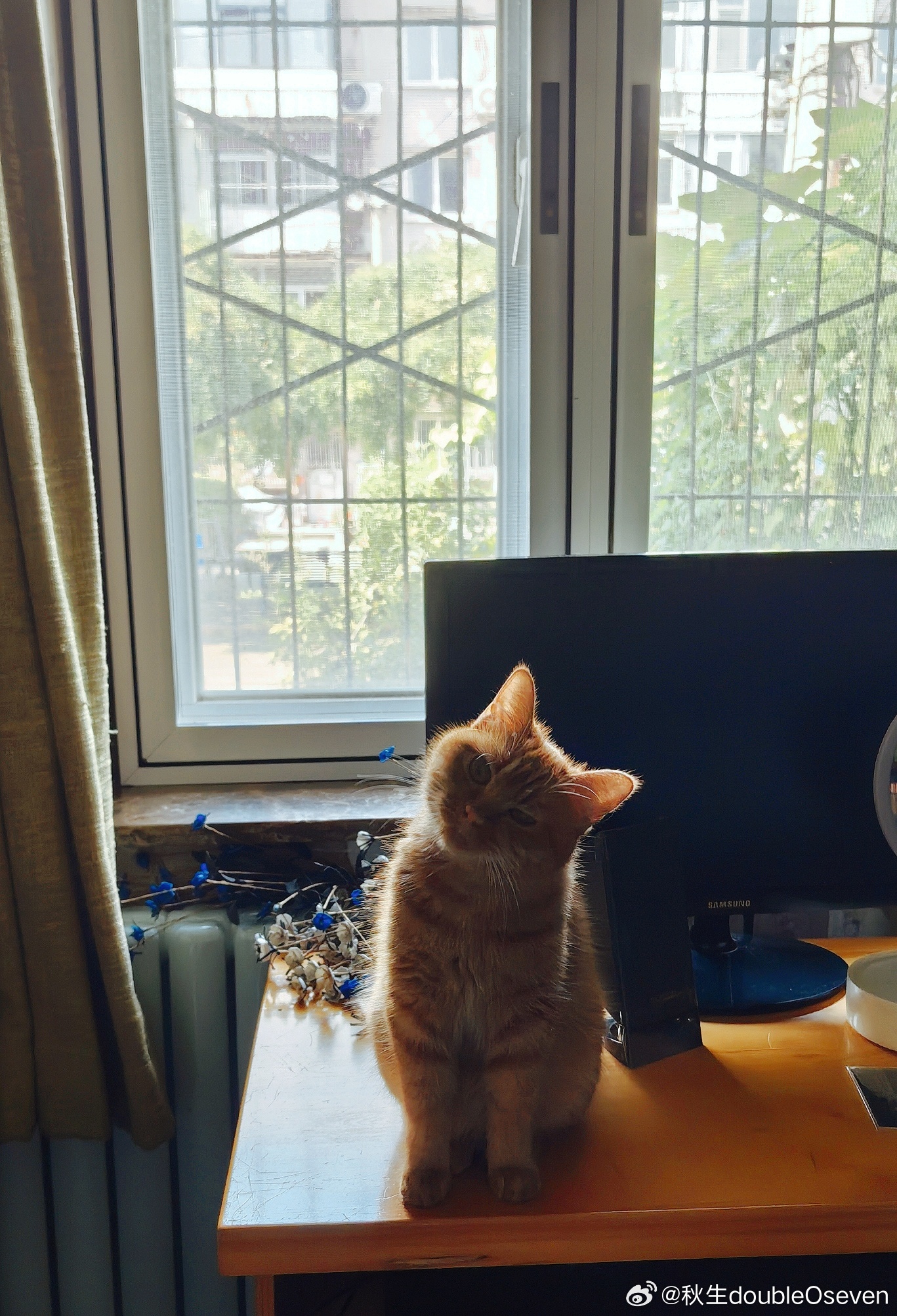 苹果喵喵 对于调皮捣蛋这种事儿…果姐的松弛感一直是很强的