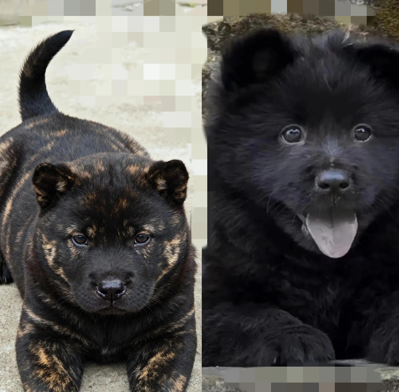 明天就把你送人！
     吃那么多，跟小猪似的，白米饭一口不碰，顿顿要吃肉，谁