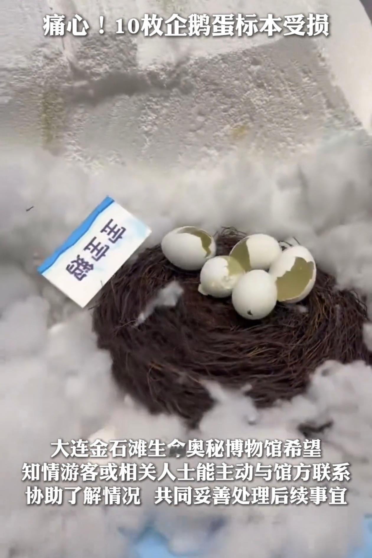 大连一博物馆展柜里放着10枚企鹅蛋标本，12月5号有网友发现被人砸了，8枚碎得稀