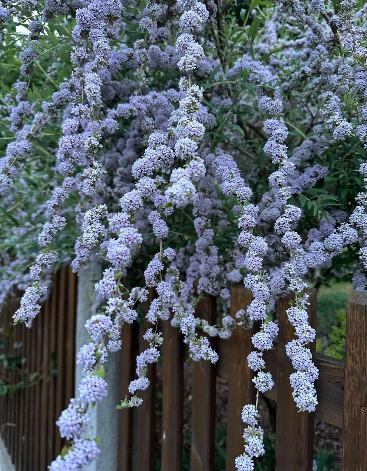 淡紫色的花，太美了 ​​​