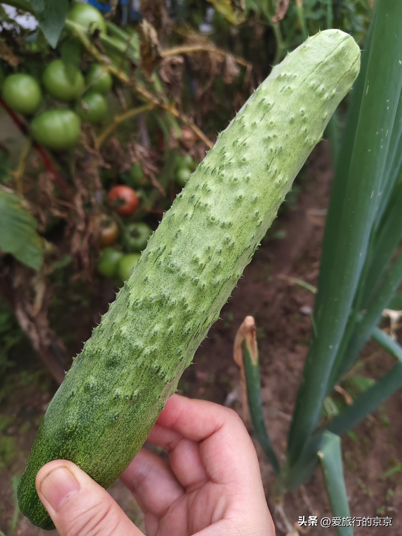 夏日生活打卡季青青的黄瓜，粉红色的西红柿，纯纯的绿色食品吃着特别安全又可口