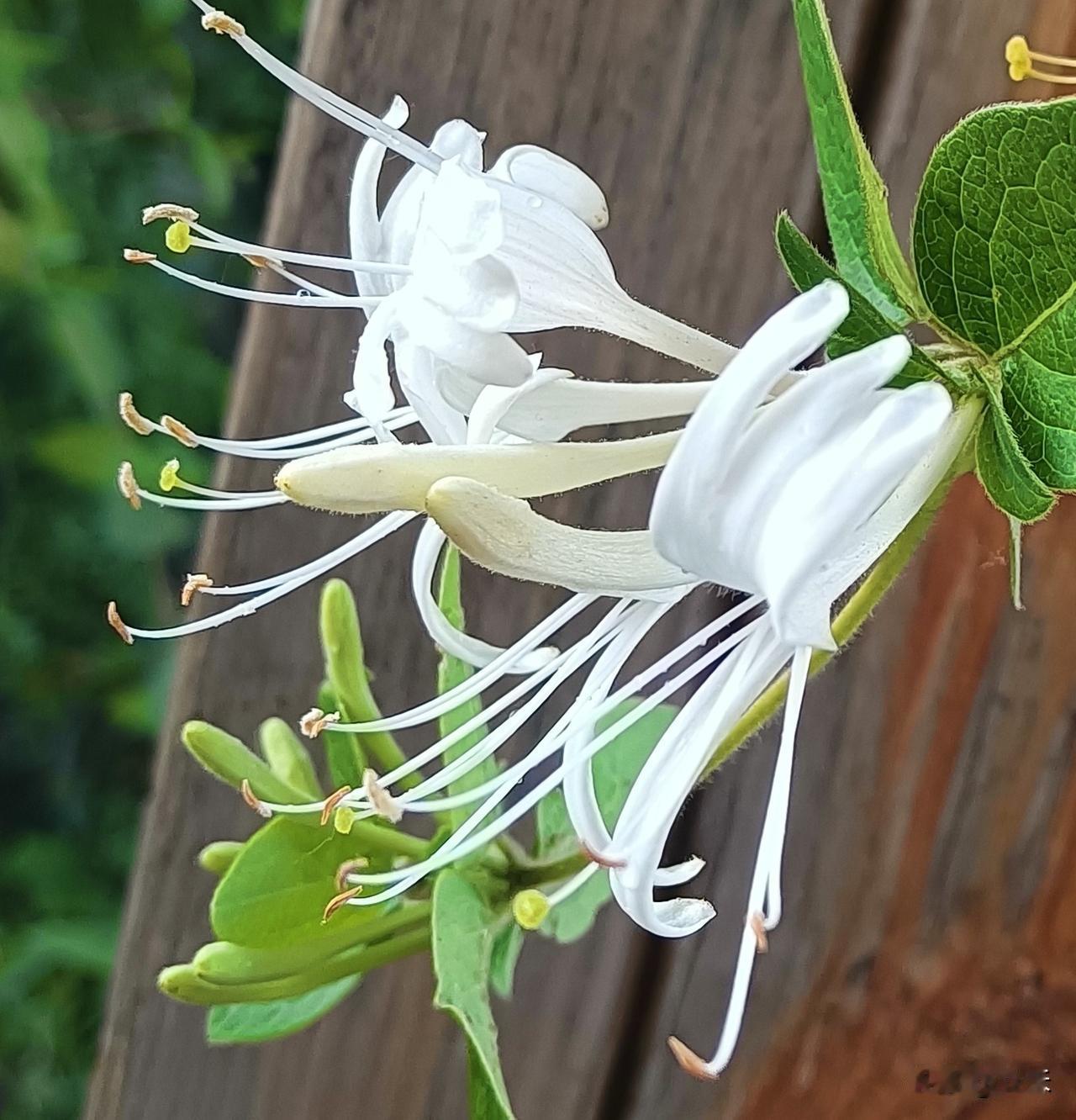 金银花我家就有，金银花能消炎退热缓解上火，对抗细菌和病毒。
菊花缓解发热，头疼改