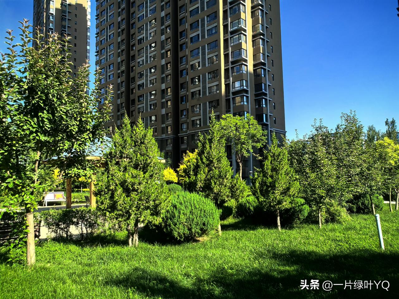 分享一张阳光下树荫照片阳光下，浓荫铺在青草地，树影错落，一半明亮一半清凉。高楼静