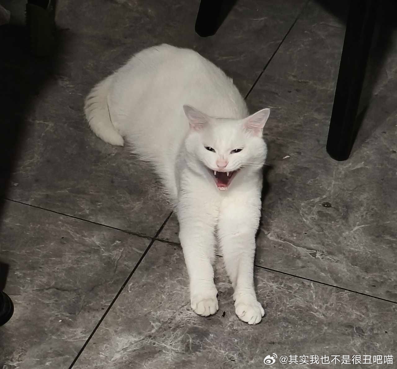 50109【丑猫】白皮子讨封 