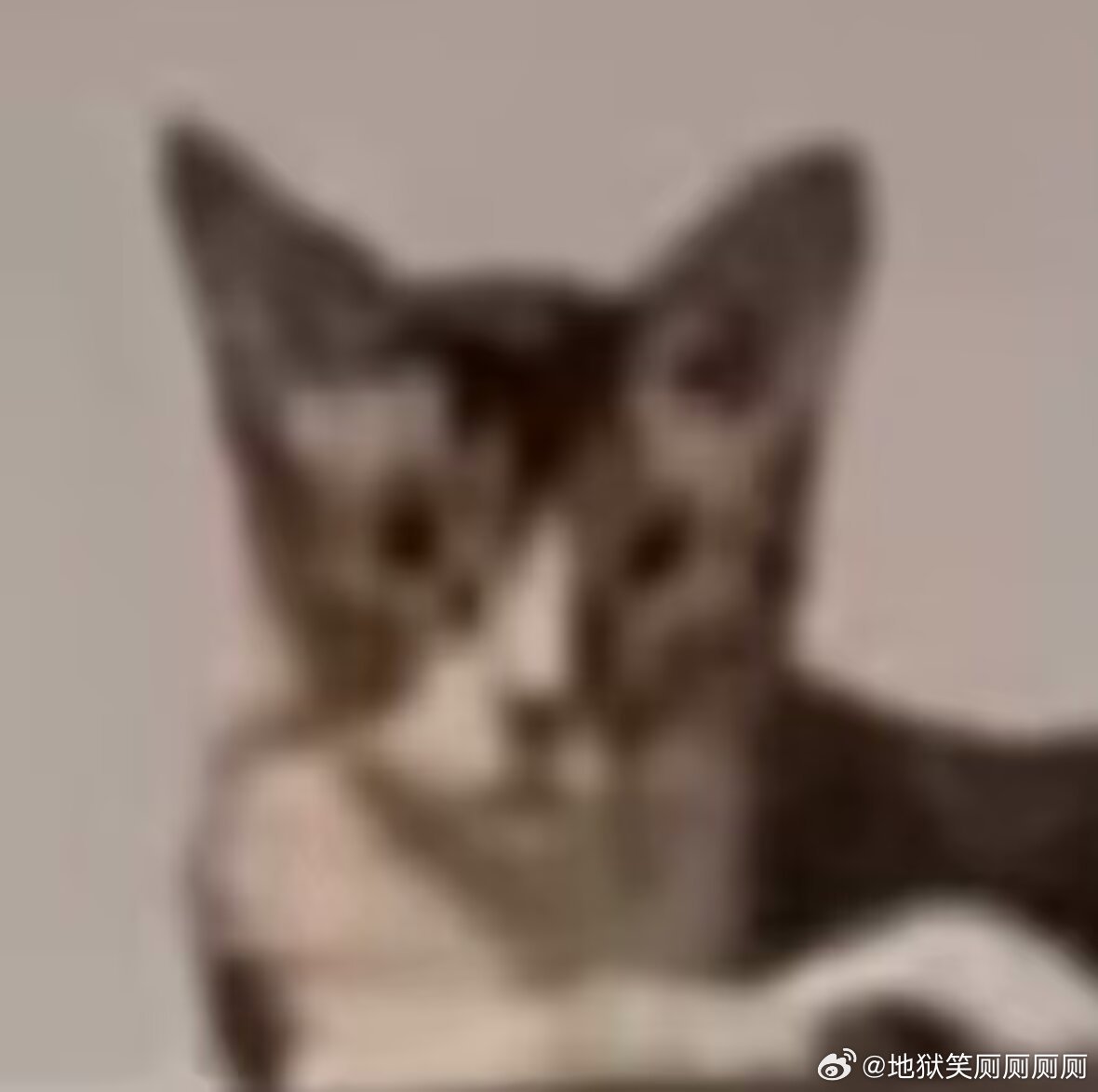 1869我的床跟粘鼠板有什么区别，粘性大，上面还有一只老鼠 