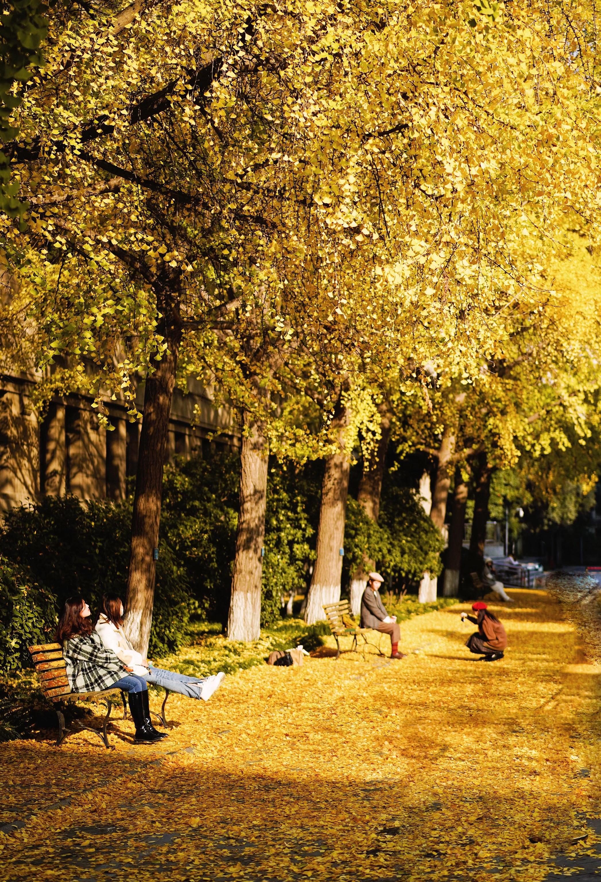 🍂西安人民大厦苏式老建筑下藏着一整个秋天❗️美到心尖。当西安的秋意漫...