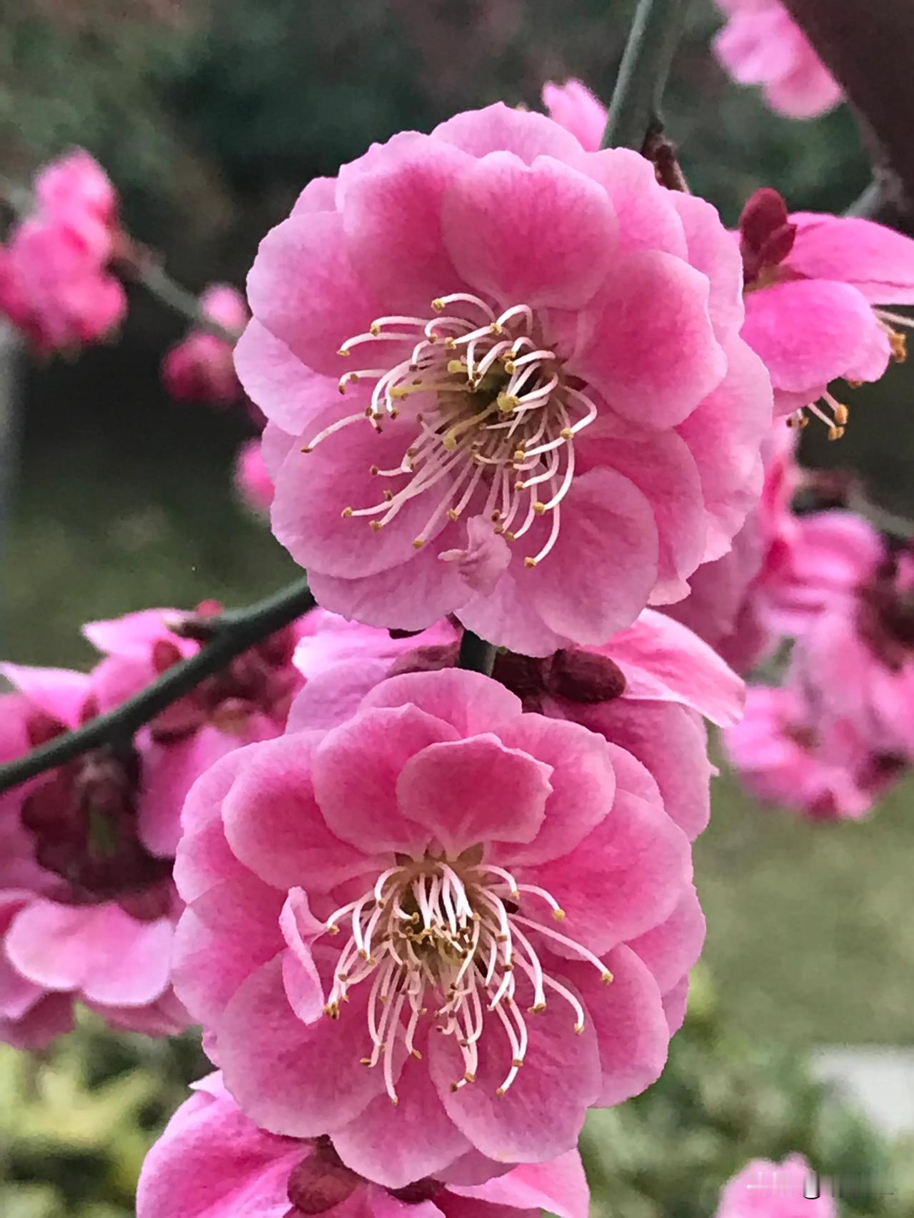 一张图记录春日美景