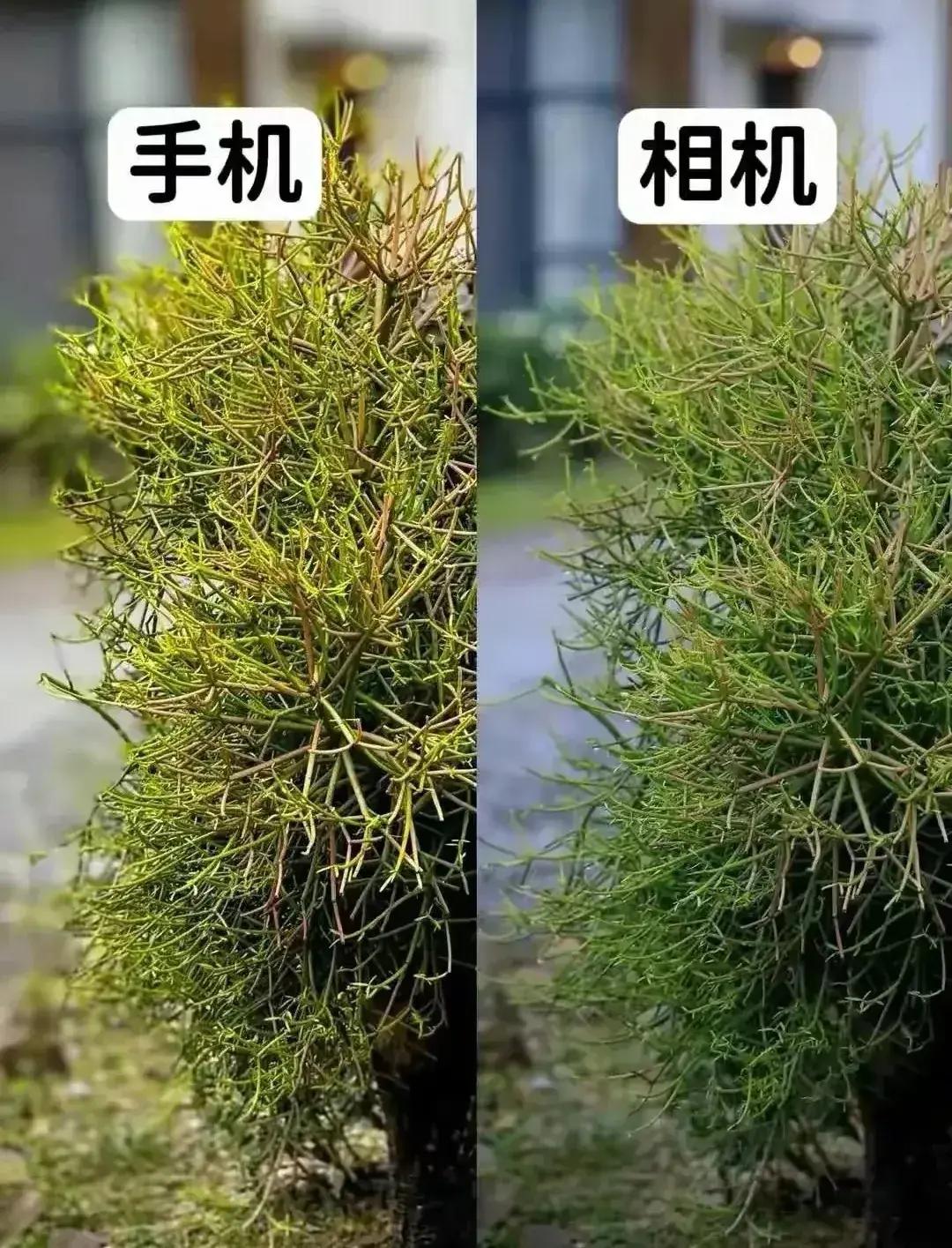 随你手机像素多高，5000万，1亿，2亿。什么徕卡，蔡司，XMAGE，和专业相机