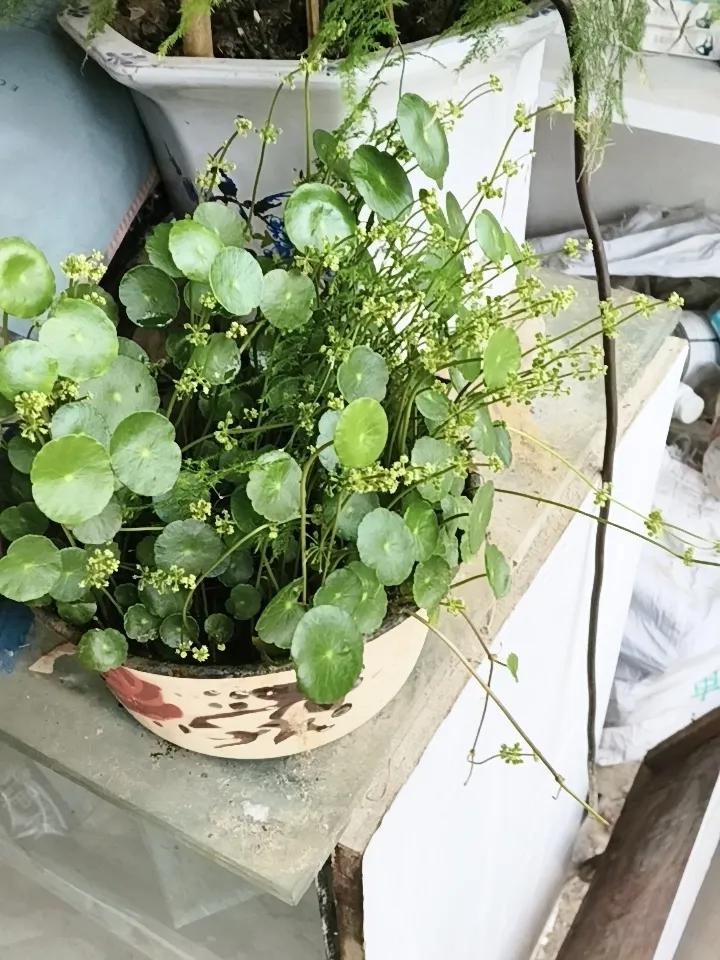 铜钱草喜水喜肥喜晒，开花了，说明这三样没跟上，掐掉注意三喜到位，才能养得生机盎然