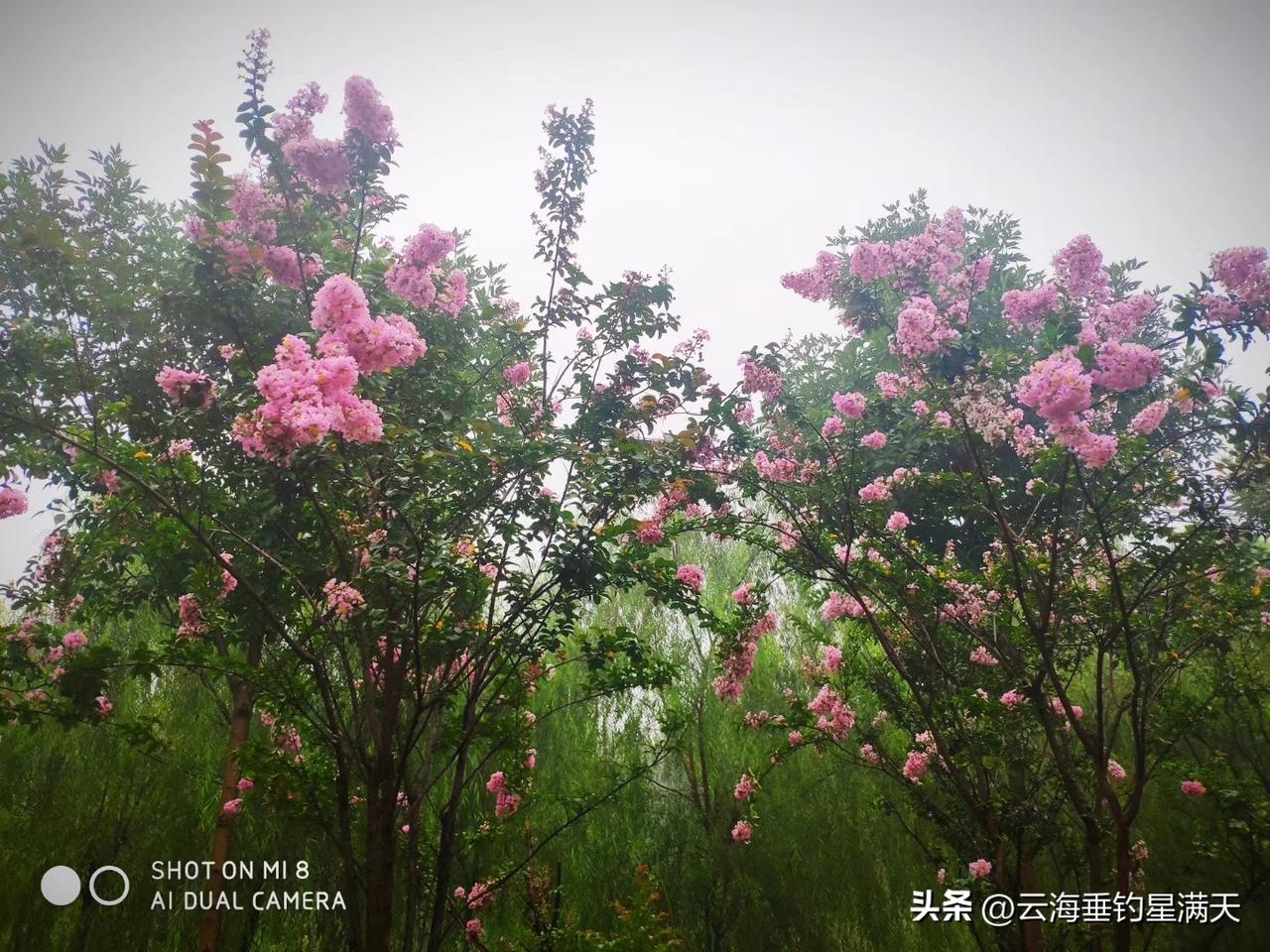 《无题》
俏立枝头待风扬，
不与牡丹争画堂。
喜看路人仰笑脸，
我自吐蕊漫花香。