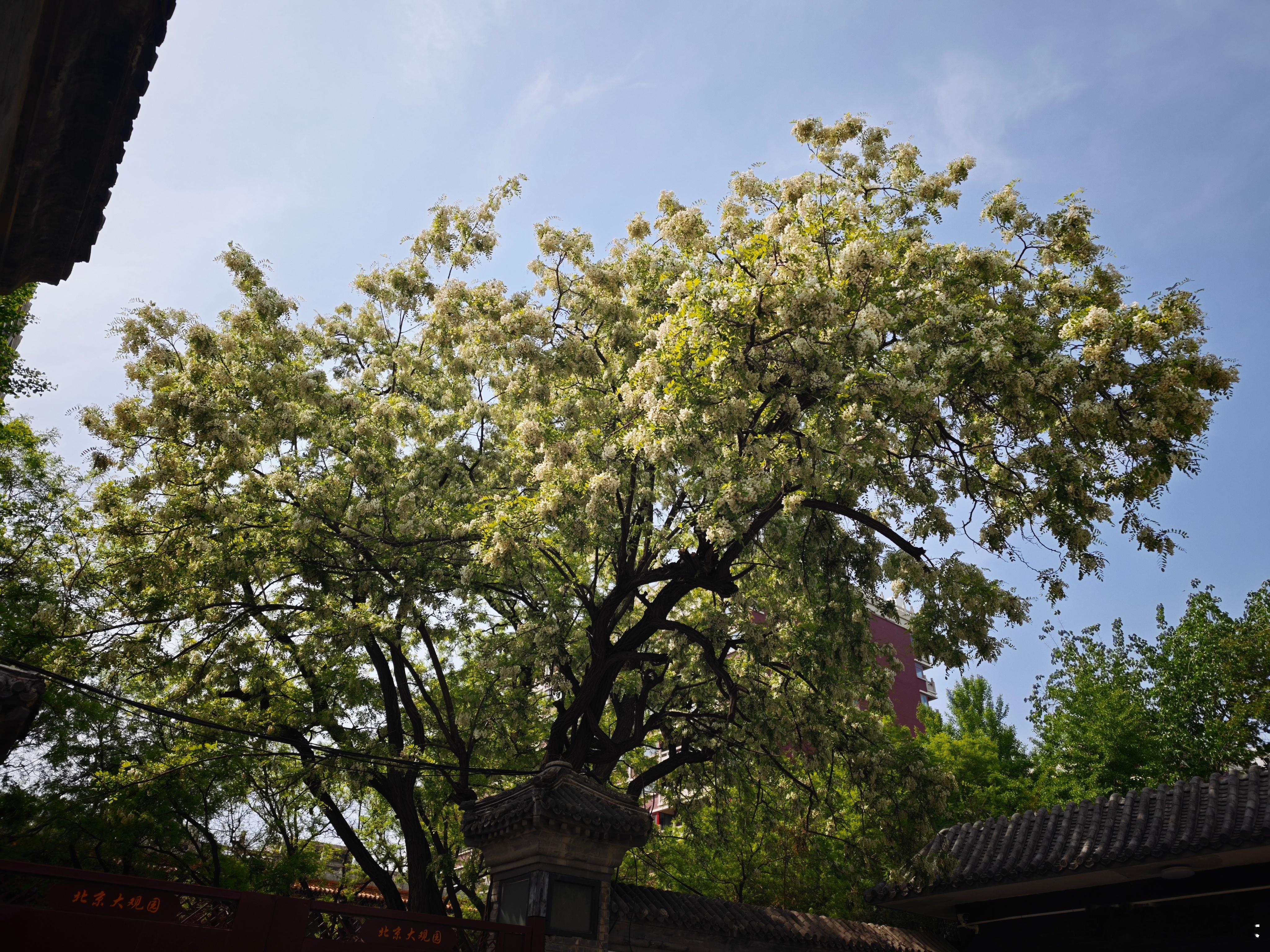 未见其树，先闻其香。搁我们小时候，要说哪棵开花的槐树，一串槐花都没有被折过，被吃