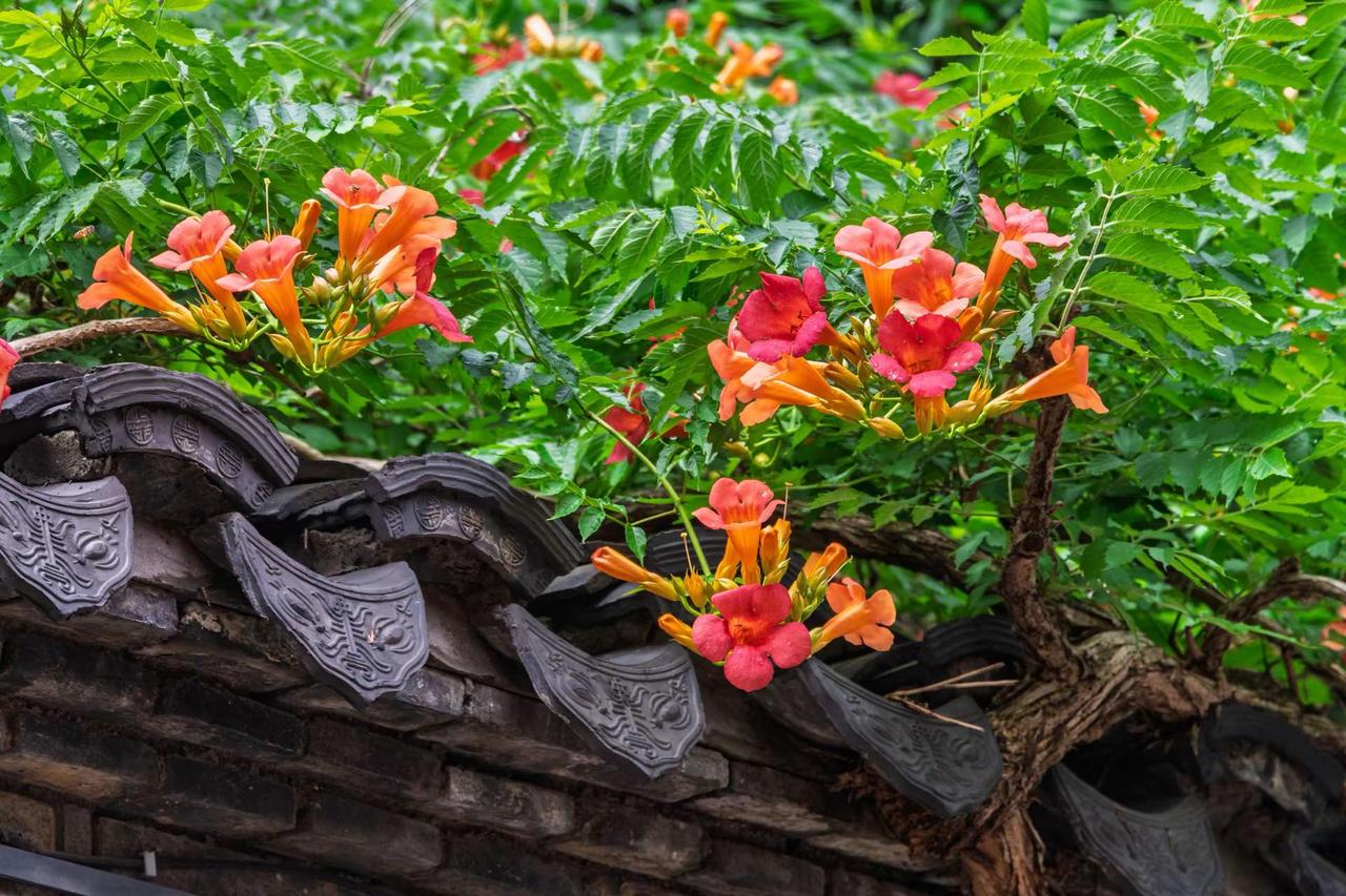 南京芥子园。南京芥子园古建筑与花的碰撞