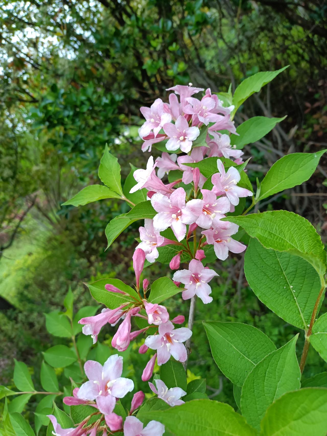 上联：吉祥如意财源广，
下联：幸福美满事业兴。
横批：幸福吉祥