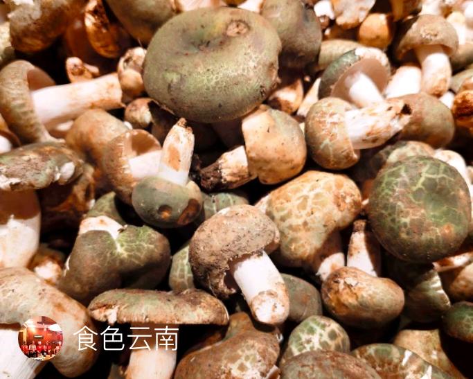 陆顺小菜馆瑞鼎城店，火到排队才吃得到！2026昆明野生菌推荐榜 野生菌 昆明 感