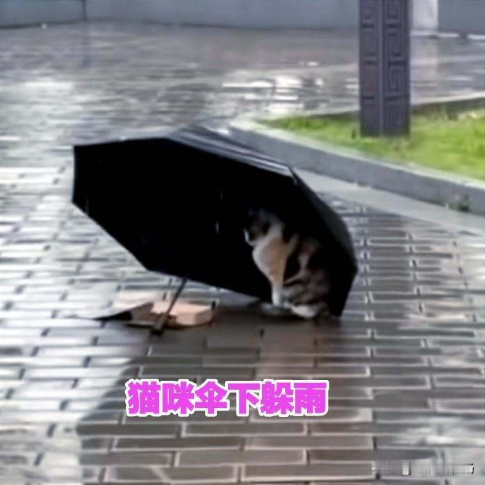 天空中淅淅沥沥下着小雨，公园的一个角落里，一把黑色的雨伞十分显眼。雨伞斜躺在地上