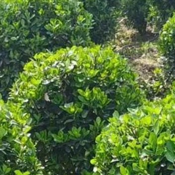 种植 🍃胶东卫矛种植方法1. 土壤准备：胶东卫矛喜欢生长在肥沃、排水良好的土壤