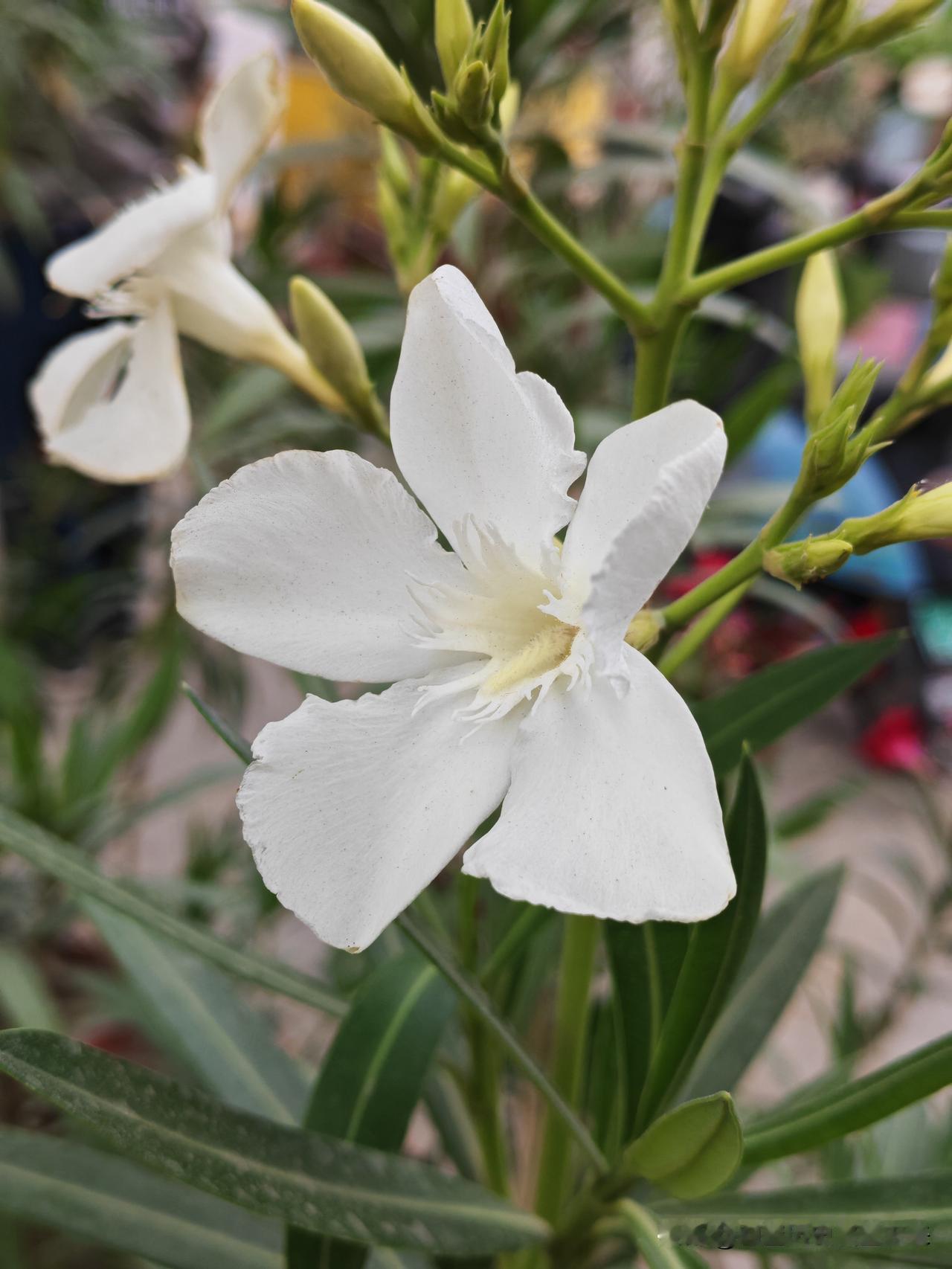 真心话茶局小花