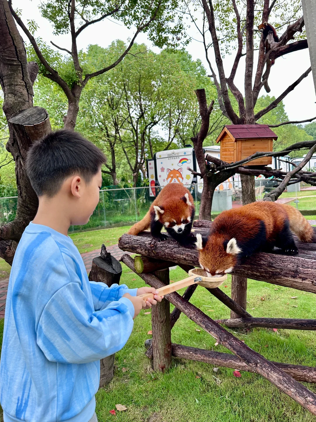 现实版“疯狂动物城”和小熊猫同住
