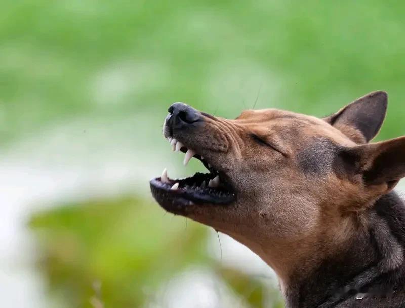 女子被自家狗轻咬2个月后狂犬病发作 女子被自家狗轻咬2个月后狂犬病发作，此事令人