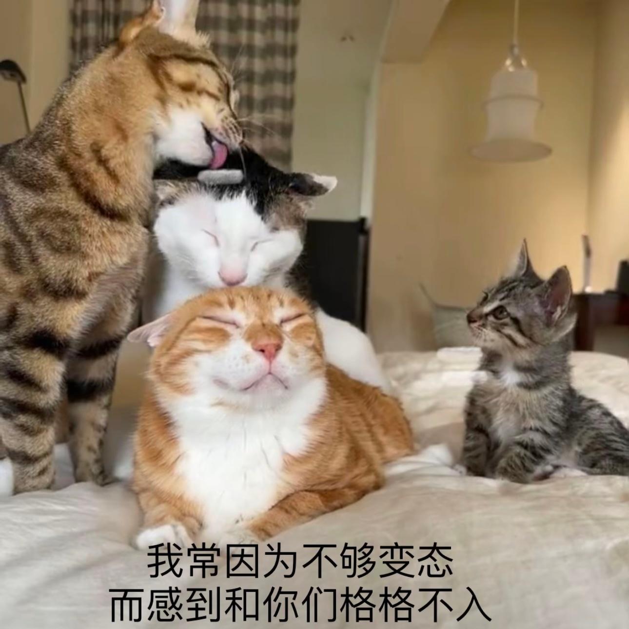 #老板不让我在公司吃螺蛳粉怎么办##米家净化器Ultra增强#我屋里没味道，但是