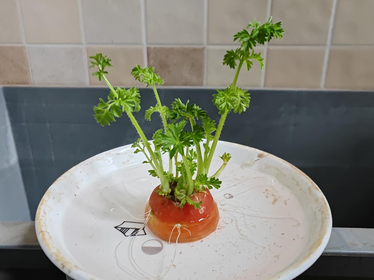 晒图笔记大赛早上起来看看我的胡萝卜水培盆景。🥕大概养了一周多，不到两周时间，已
