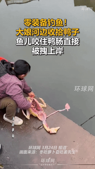 一大娘在河边收拾鸭子，清洗鸭肠时，一只鱼儿竟直接咬住鸭肠不松口，大娘见状，一把将