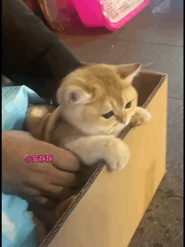 🐱：所以我这是要被卖掉了吗[快哭了]