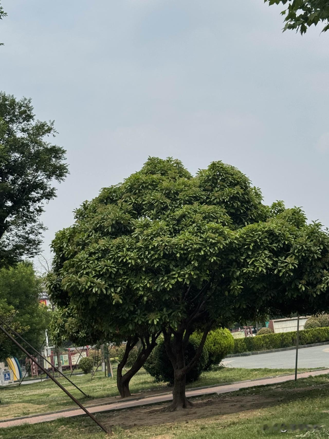 同时，广场舞节奏舒缓、运动量适中，是适合中老年人的健身方式，有助于活动筋骨、增强