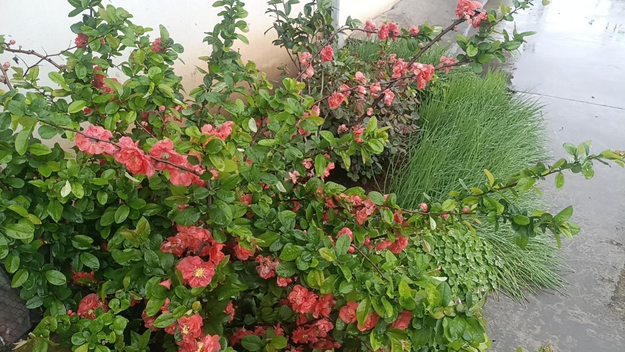 一、为什么火：四大核心价值
 
- ✅ 精神养老，对抗孤独
从“带娃、买菜、跳广