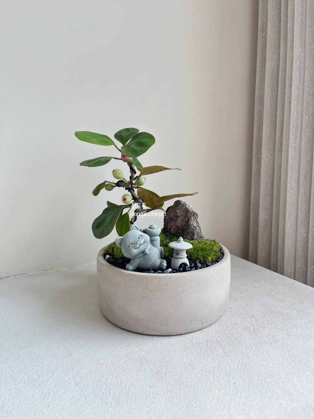 🇲🇾【现有】小盼菩提｜父亲节礼物