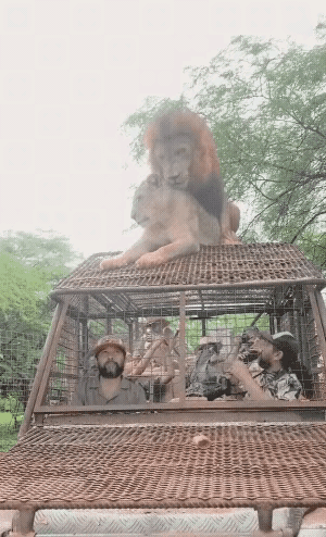 这狮子不讲武德，欺负到人头上了。