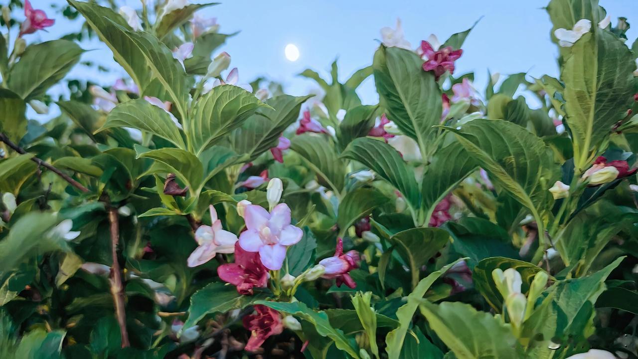 晒图笔记大赛月光映照下的锦带花，彰显夜间的美丽。