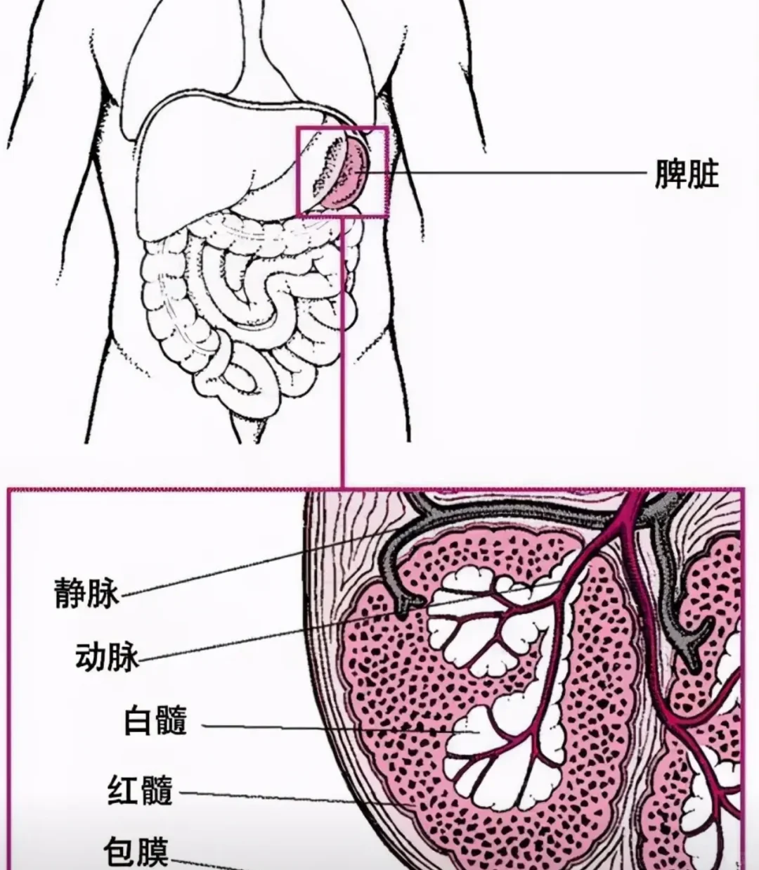 副脾的存在 是好还是坏｜代偿功能/扭转/破裂