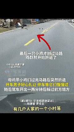 “解释不清了！”6月4日西藏芒康，男子李先生驾车路过几户人家的小村落，一只母鸡带