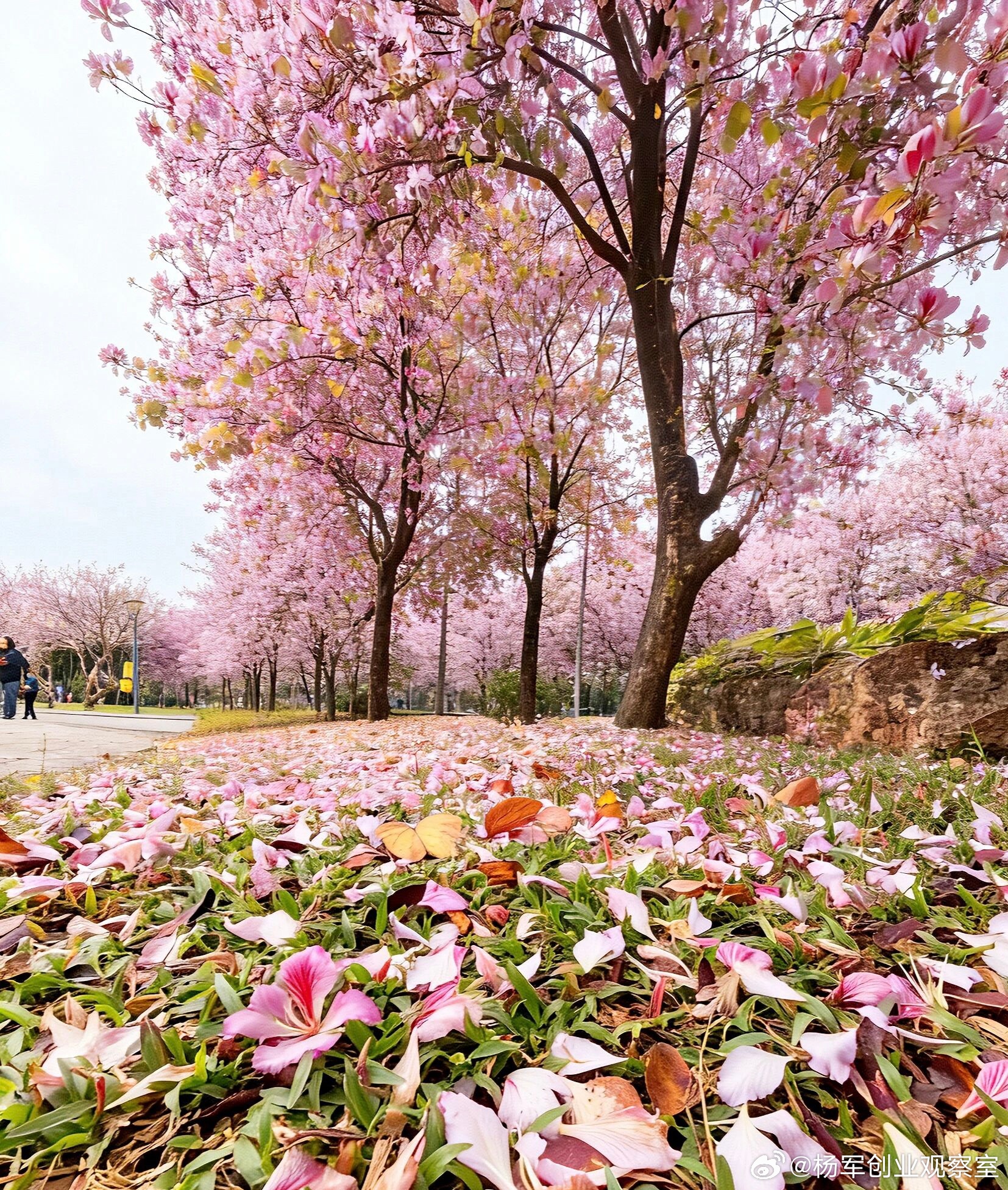 【IPO法律合规自检表】对照这两大部分，查漏补缺：🏛️ 第一部分：历史沿革- 