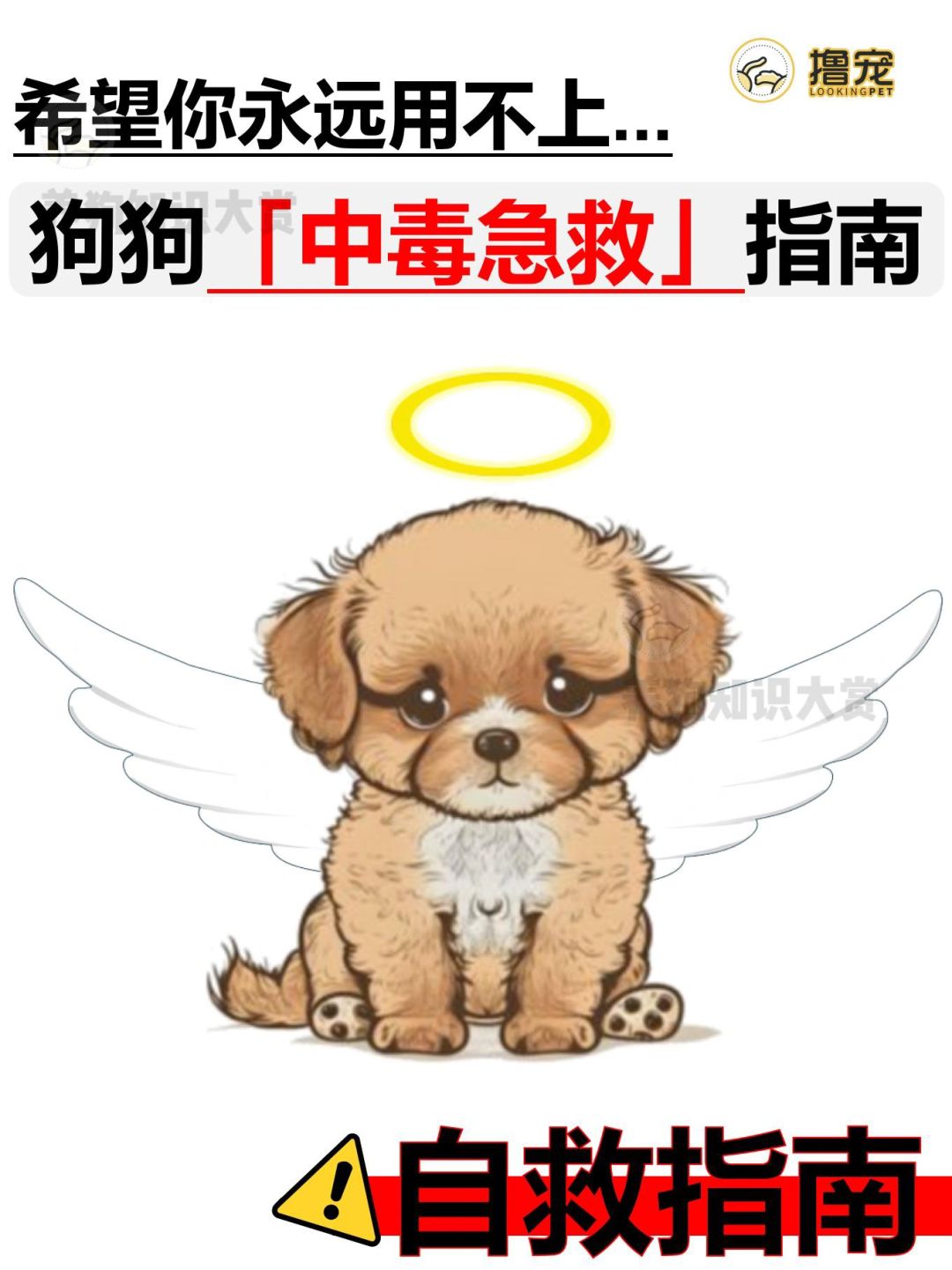 希望你永远用不上‼️狗狗「中毒急救」指南⚠️