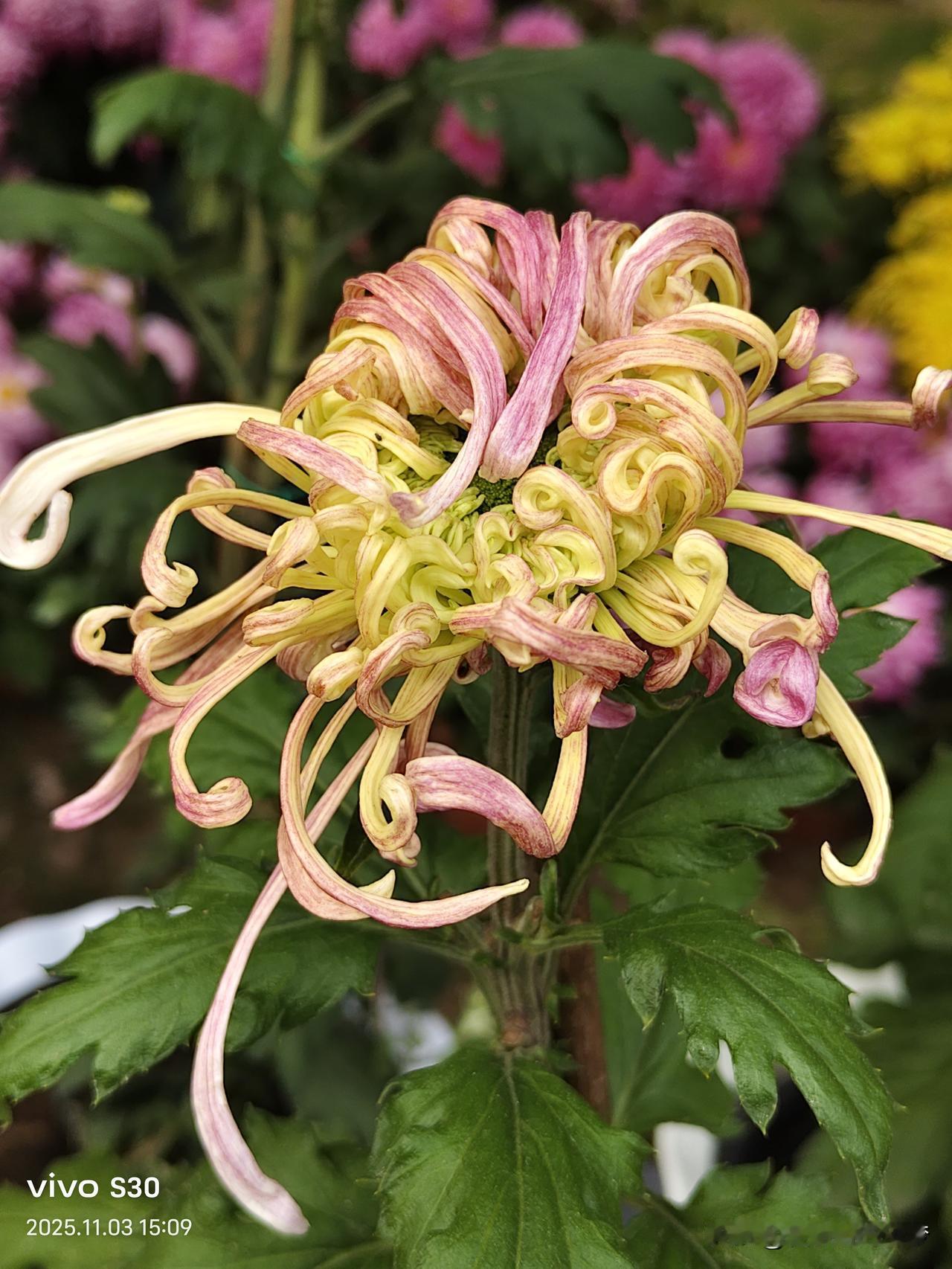 冬日生活打卡季