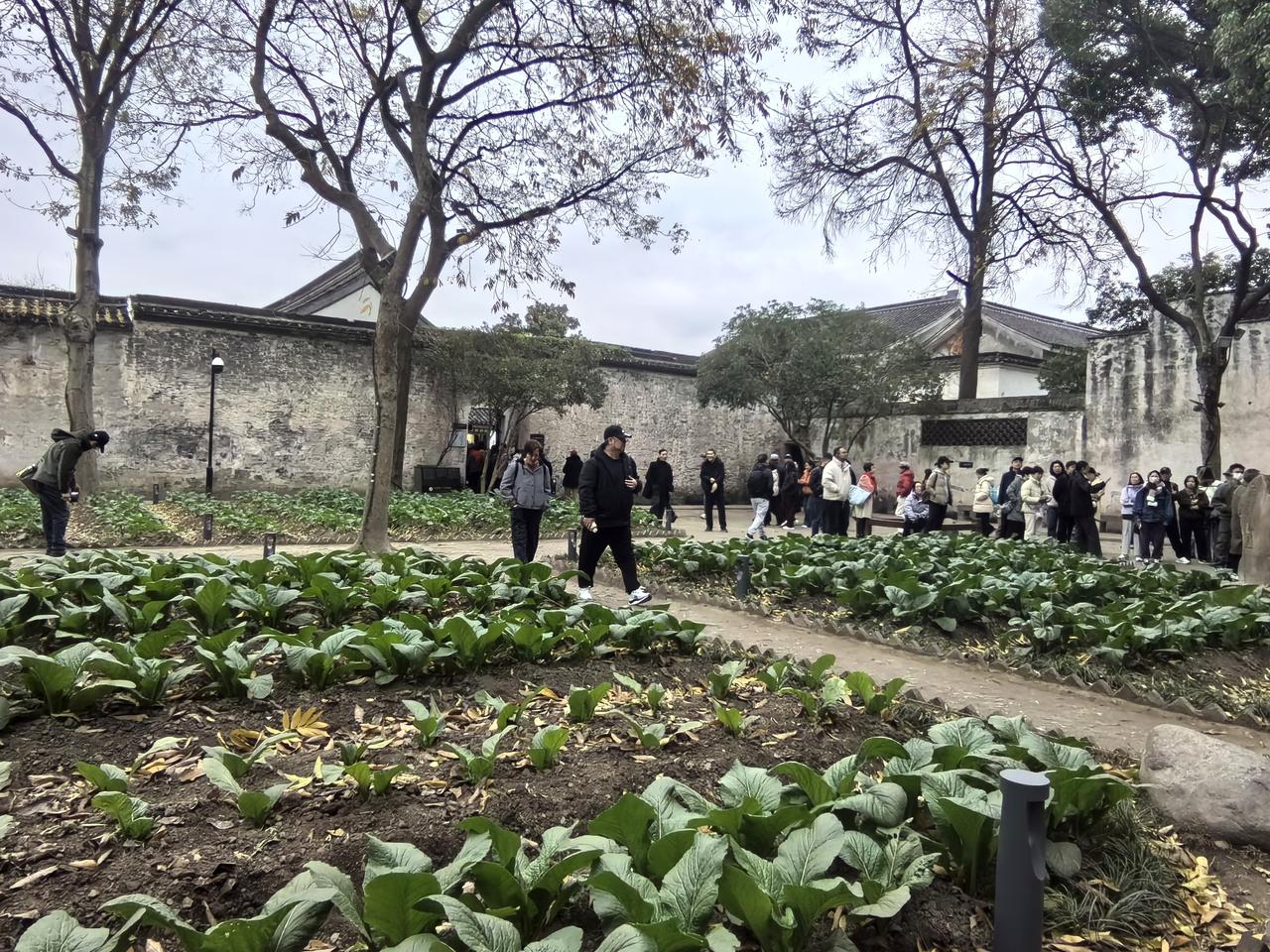 百草园成菜地了