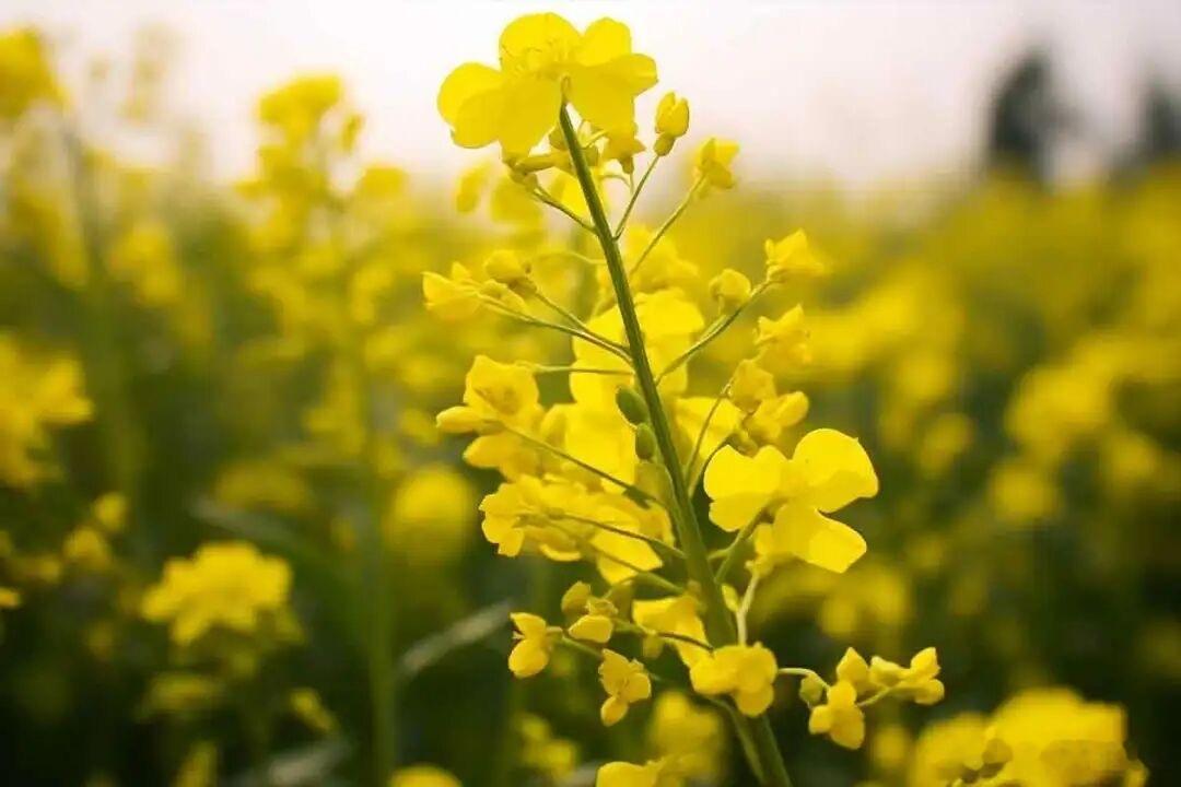 岁月笺·默斋主人原创散文诗清风掠檐角三寸，新苔悄覆旧石阶。木门咿呀轻斜，一院烟青