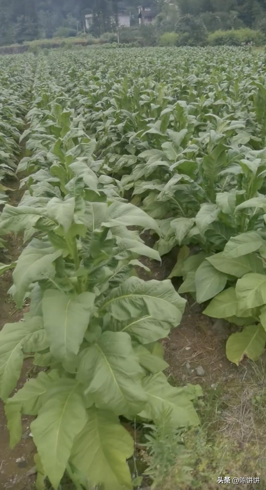 这个植物种在我们大广东叫“好日子”
种在你们那里又叫啥？不过城里人没见过！！