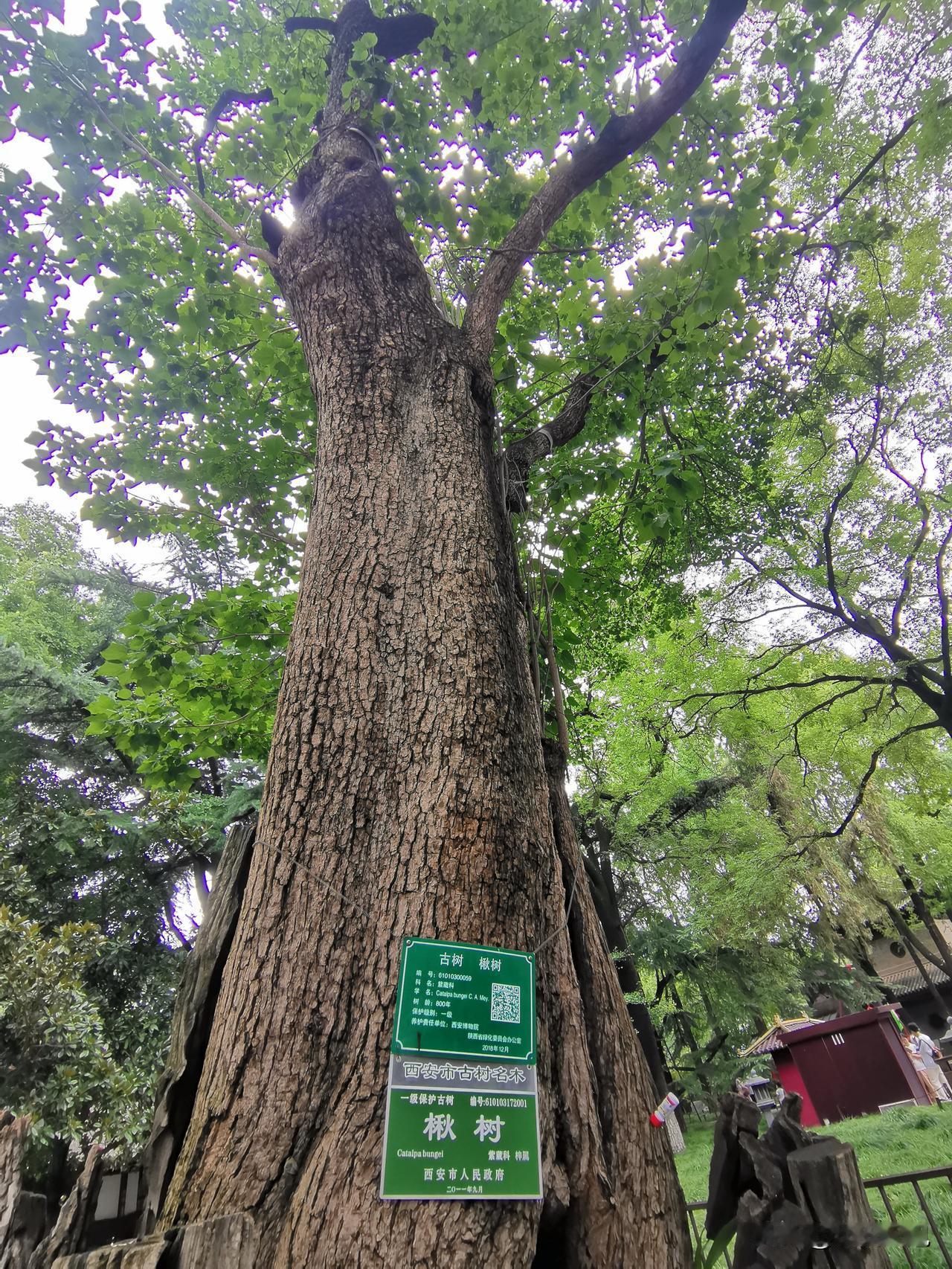 西安的树王在哪儿？荐福寺，八百岁的楸树。

楸树号称百木之王，而荐福寺的楸树岁数