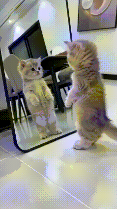 瞅瞅这小奶猫，踮着脚尖扒在镜子跟前，小爪子绷得笔直，活脱脱一副小大人臭美的模样。