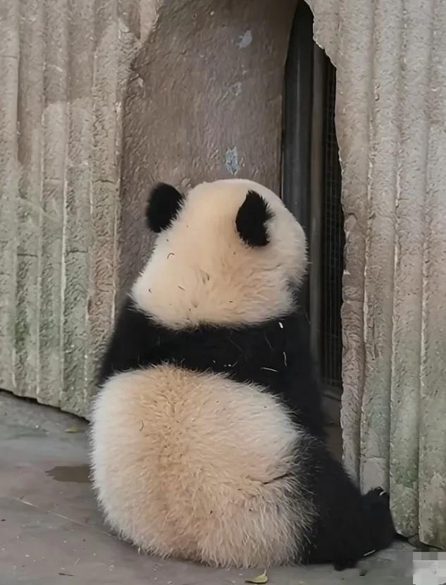 小月亮成精了？会敲门！[赞]
   它坐在熊洞门口等奶爸开门，可是等了一会儿，奶