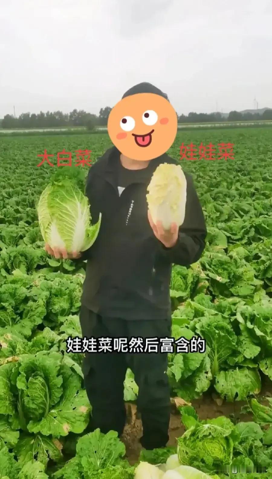 娃娃菜制作流程曝光！怪不得售价这么高，原来是用大白菜剥出来的。这得浪费多少菜叶呀